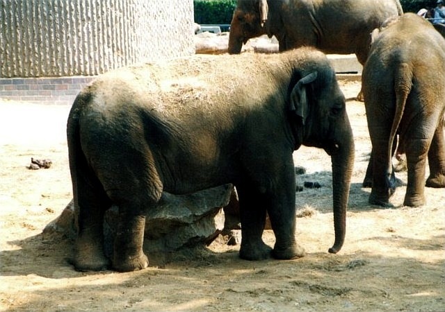 Photo 33: Asian elephants - Copyright © 09/2001 by Marcus Bullock