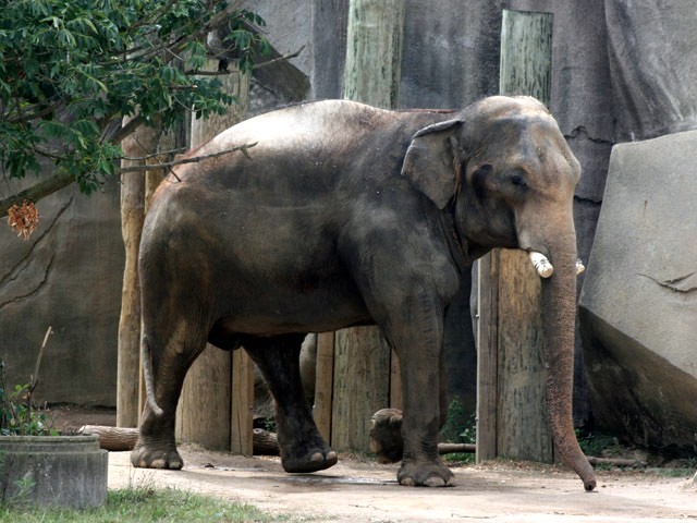 Columbus Zoo and Aquarium - All Elephant to Ever Live at the Columbus ...