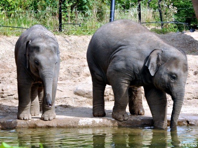 Photo 39: Budi and Asha - Copyright © 08/2009 by Jonas Livet