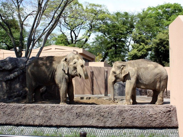 Photo 11: Asian elephants - Copyright © 05/2010 by H. Sohei