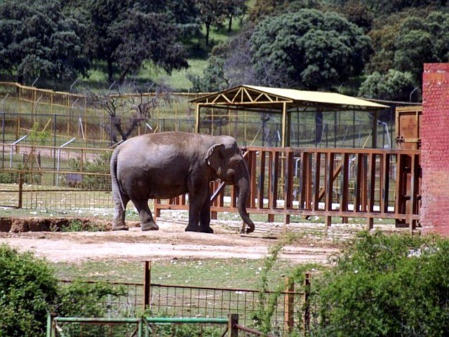 Photo 21: Elephant exhibit - Copyright © 05/2011 by Carsten Horn