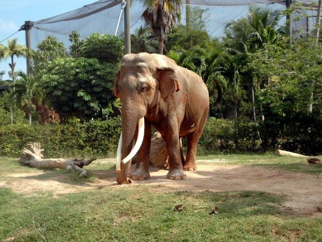 Photo 21: Dahlip, male elephant - Copyright © 11/2005 by Beverly Armstrong