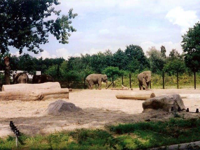 Photo 13: Elephant exhibit - Copyright © 07/1993 by Marc du Floo