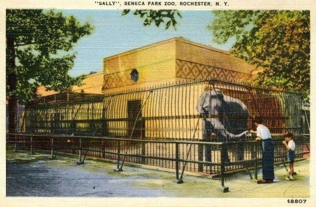 Postcard 01: Elephant exhibit in the 1940’s