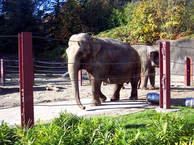 tacoma zoo elephant